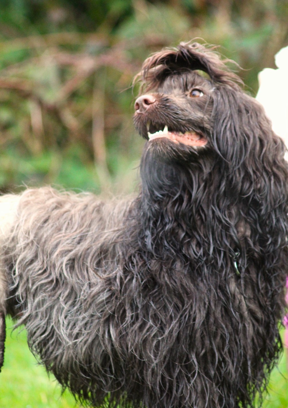 Portuguese water dog