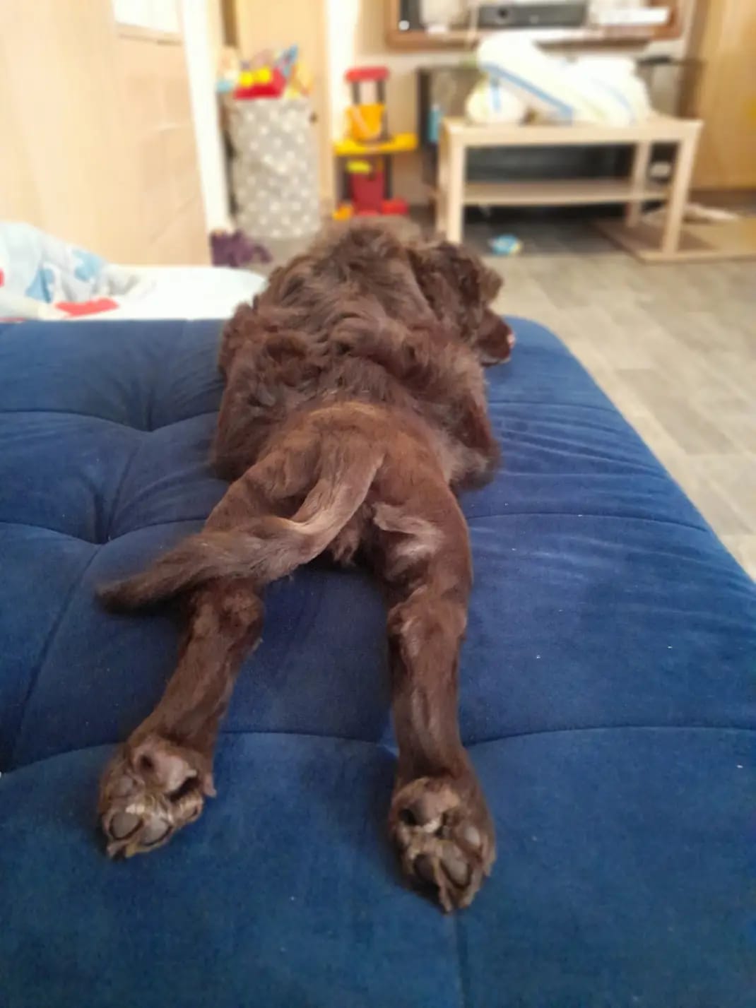 Portuguese water dog