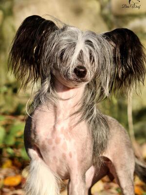 Chinese Crested Dog kennel Calladano