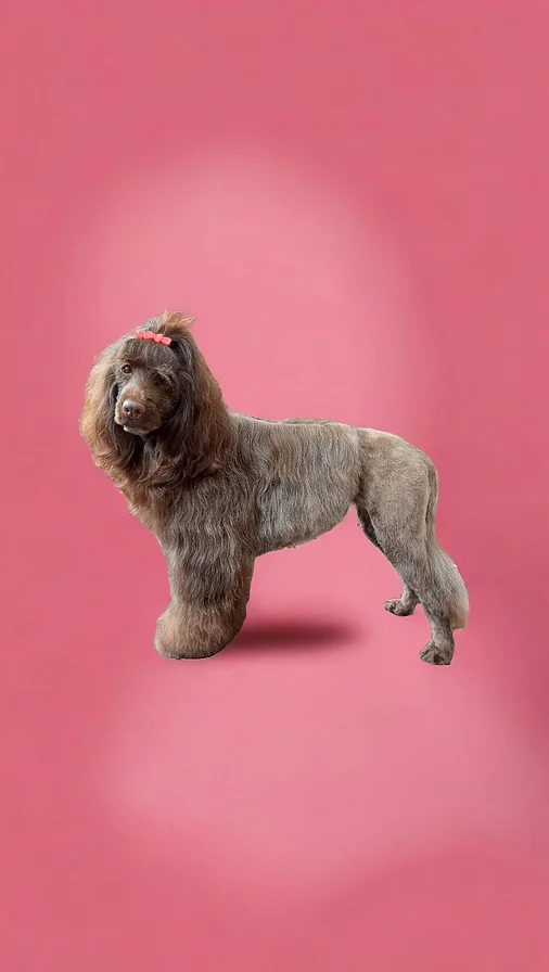 Portuguese Water Dog