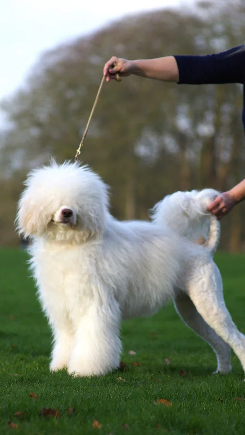 Portuguese Water Dog - Orin